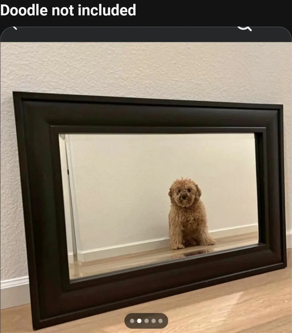 A small, fluffy, light brown dog is sitting on a wooden floor, looking directly at the camera. The dog appears to be inside…