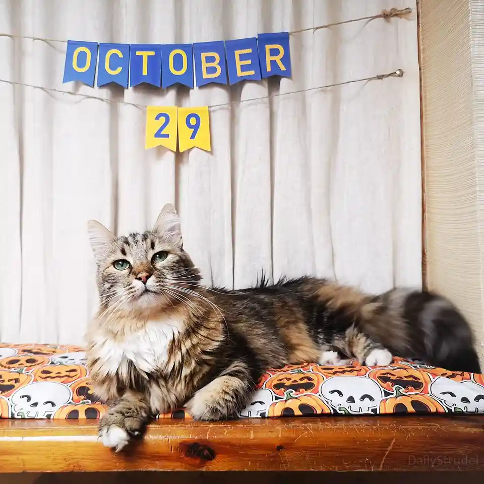 A fluffy tabby cat with green eyes lies on a Halloween-themed cushion featuring pumpkins and skulls, looking upward with a…