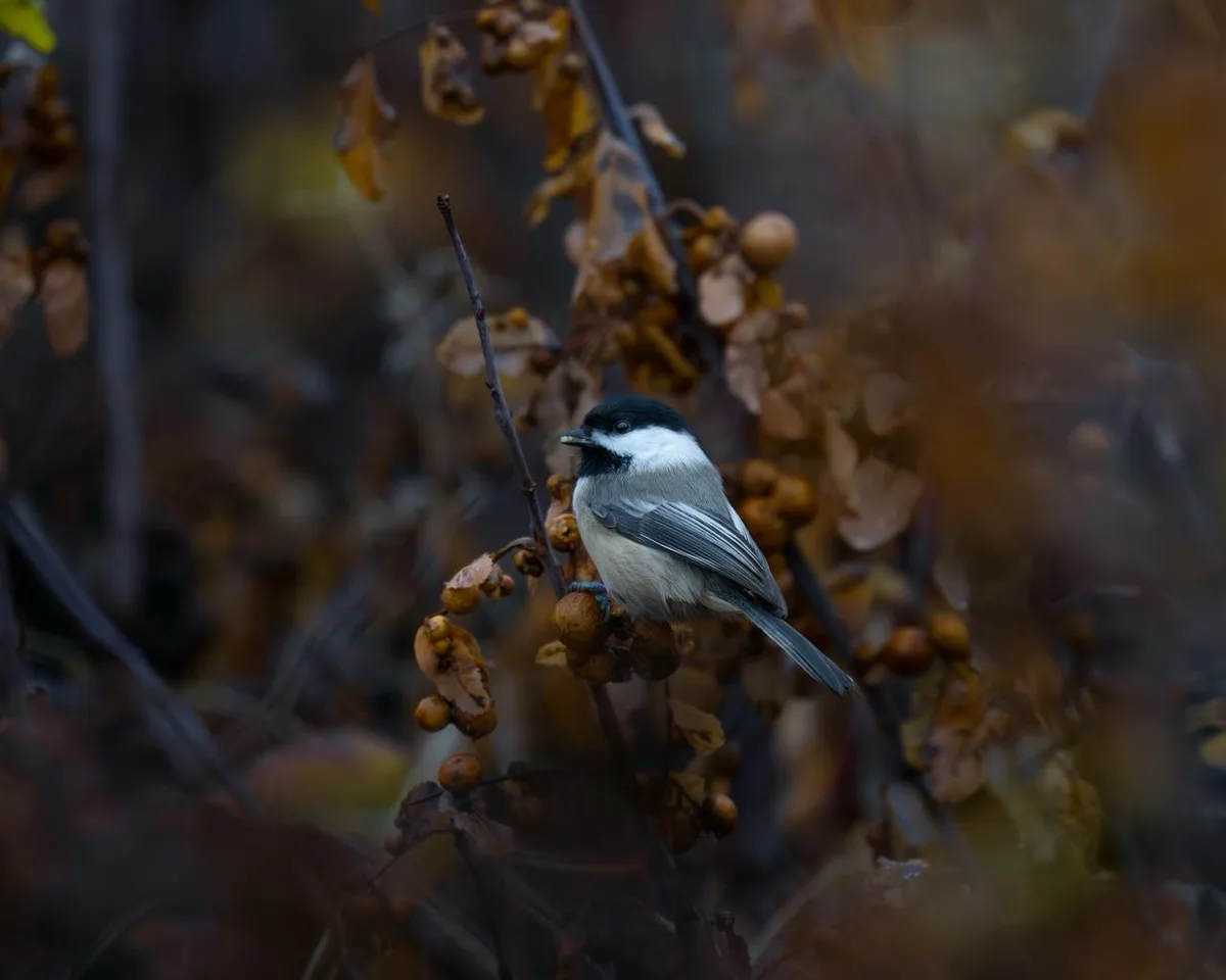 A small black-capped chickadee perches on a branch with dried leaves and berries in a blurred autumnal background. The bird…