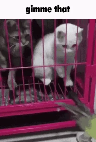 A white cat in a pink cage progressively stretches its body downward over six panels, with the text 'gimme that' overlaid on…
