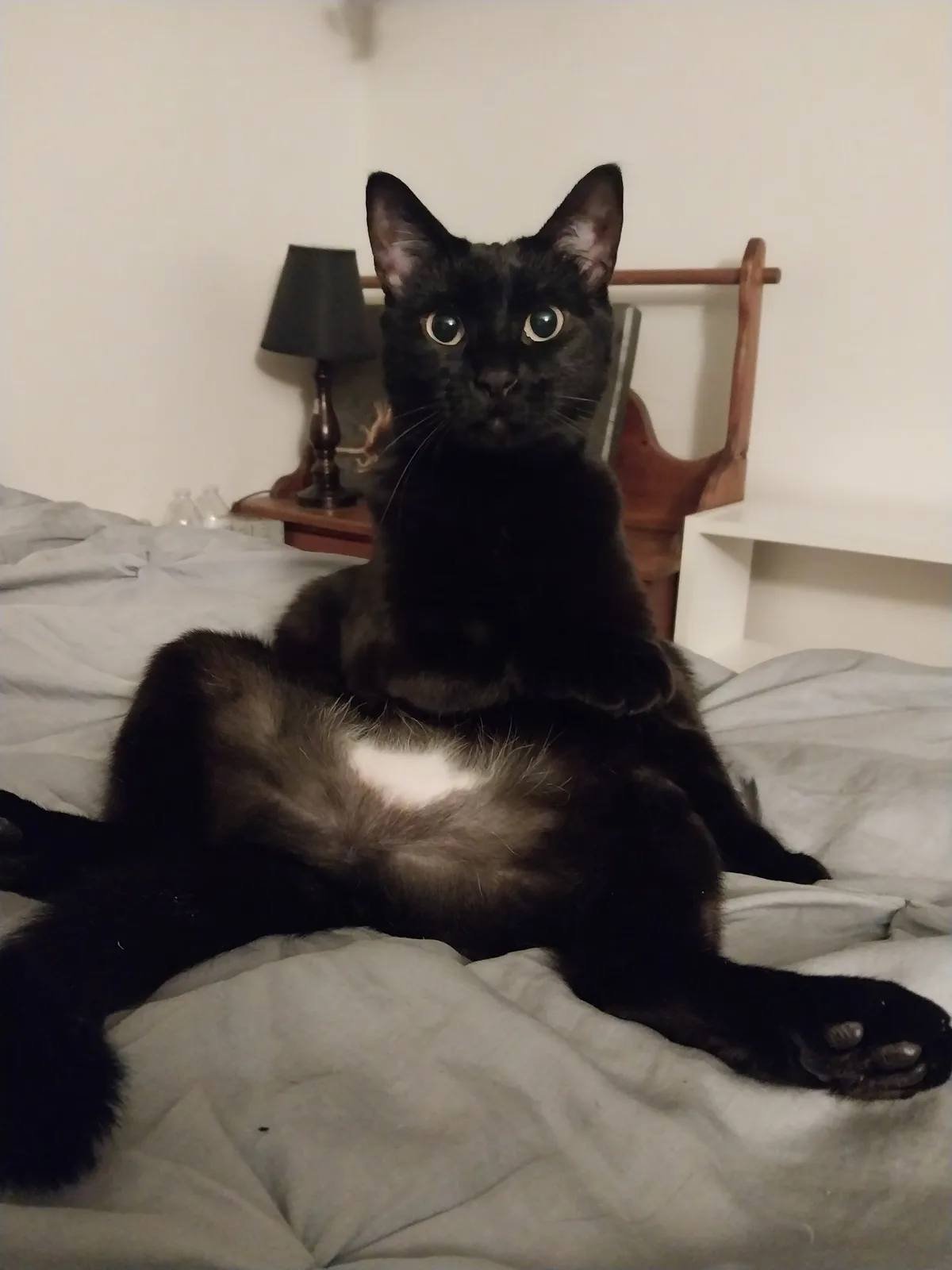 A black cat with a white patch on its belly sits upright on a rumpled gray bed, looking directly at the camera with wide…