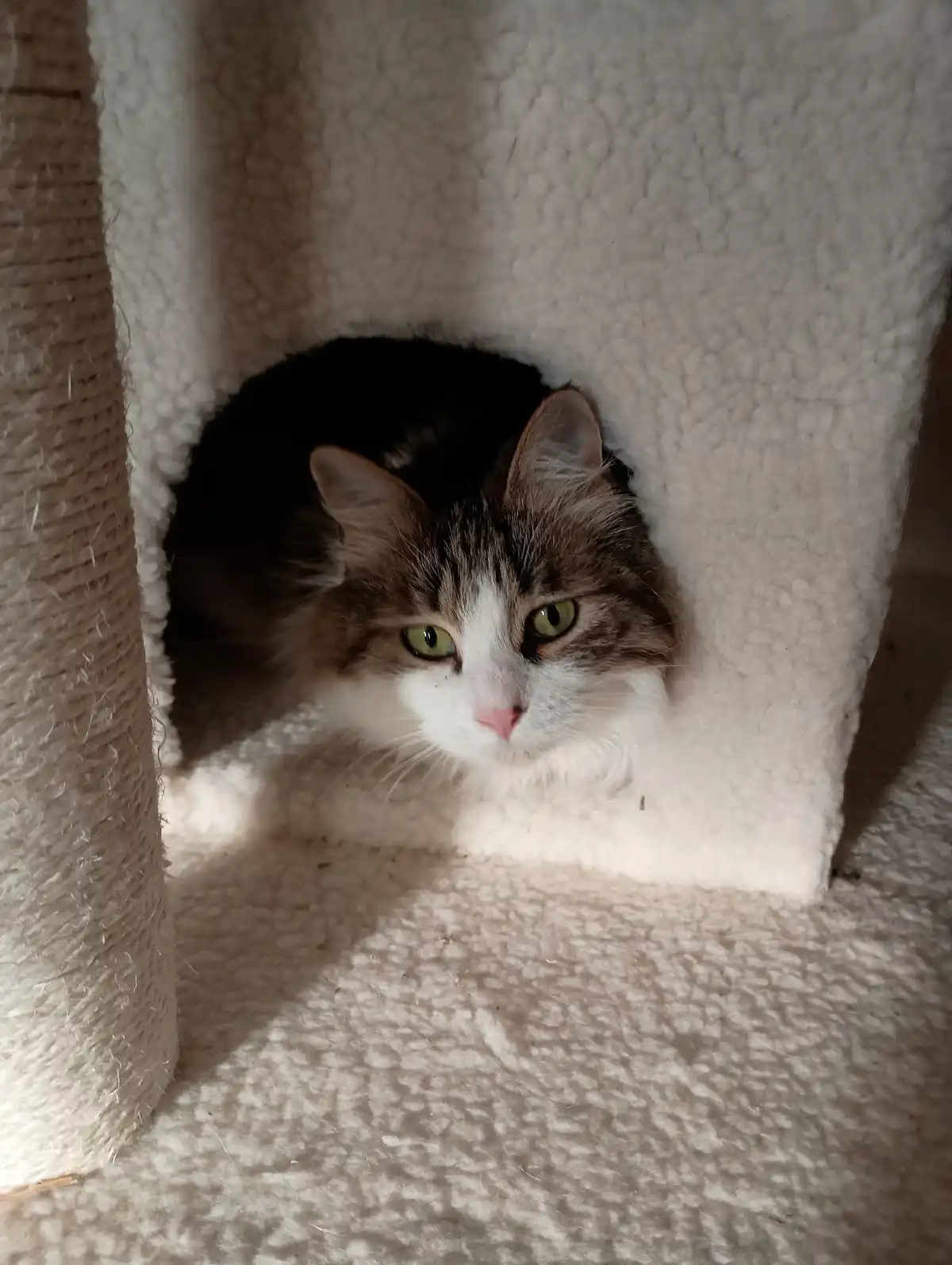 Just a cat being its adorable self.