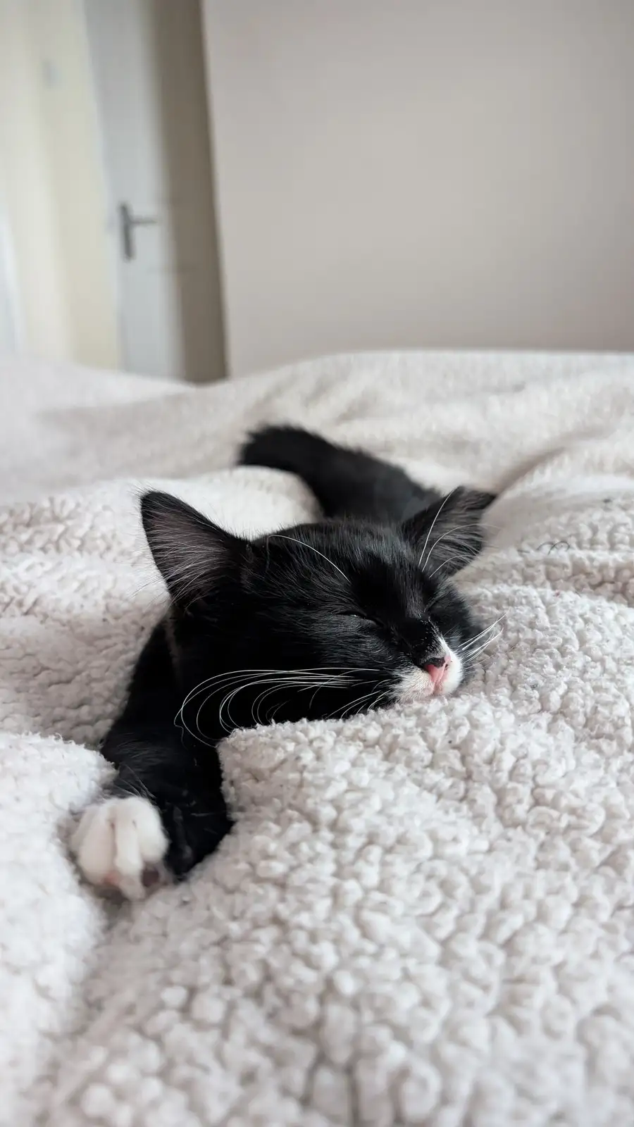 A black and white kitten is sleeping soundly on a fluffy white blanket, its eyes closed and one paw visible. The overlaid…