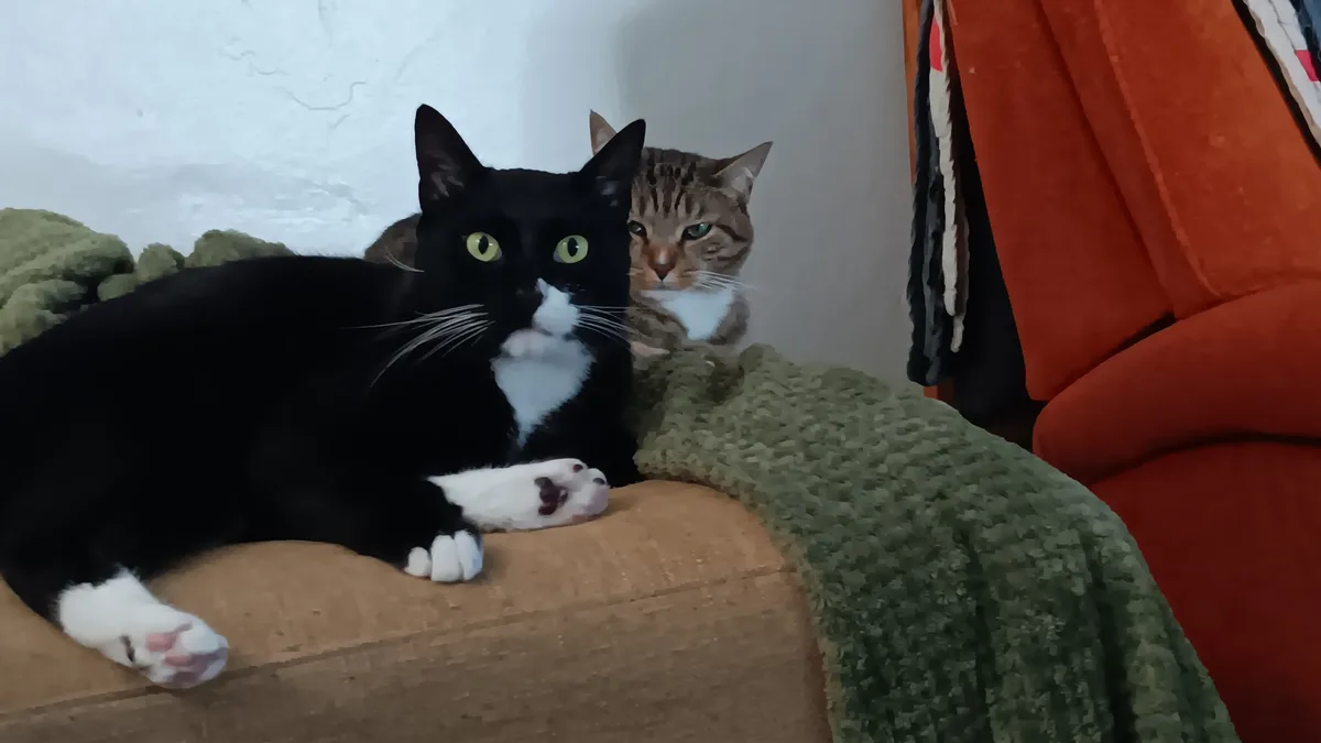 Meet the Parlor Panther and Couch Cougar Duo