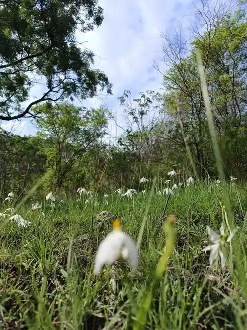 A low-angle photo of a grassy field with white flowers and trees under a partly cloudy sky, overlaid with the text 'i'm not…