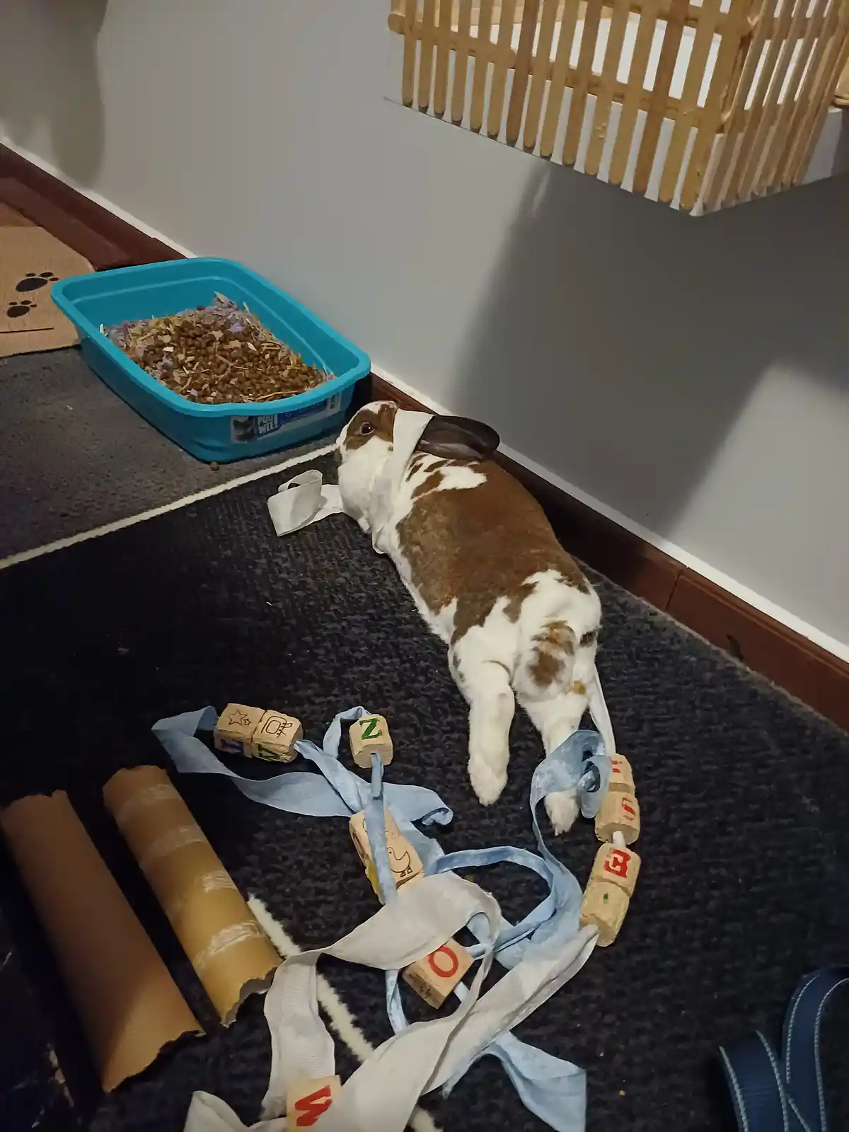 A brown and white rabbit lies on its side on a dark carpet, surrounded by scattered alphabet blocks and ribbons, with a blue…