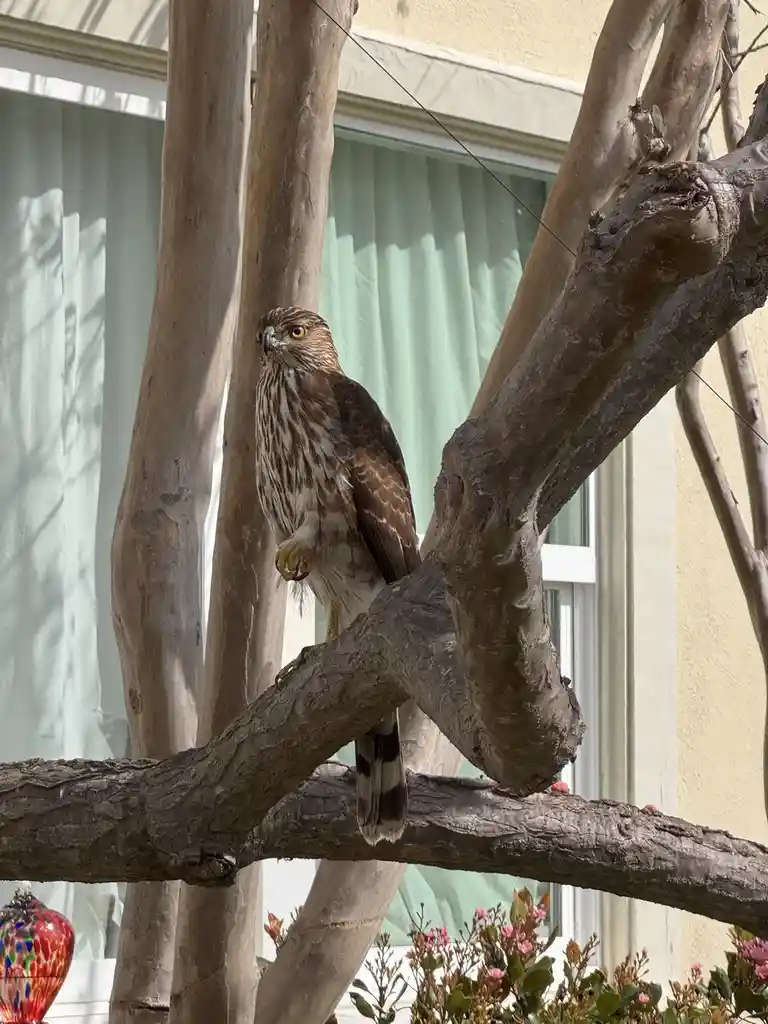 A hawk with brown and white streaked feathers perches alertly on a thick, gnarled tree branch in front of a house with light…