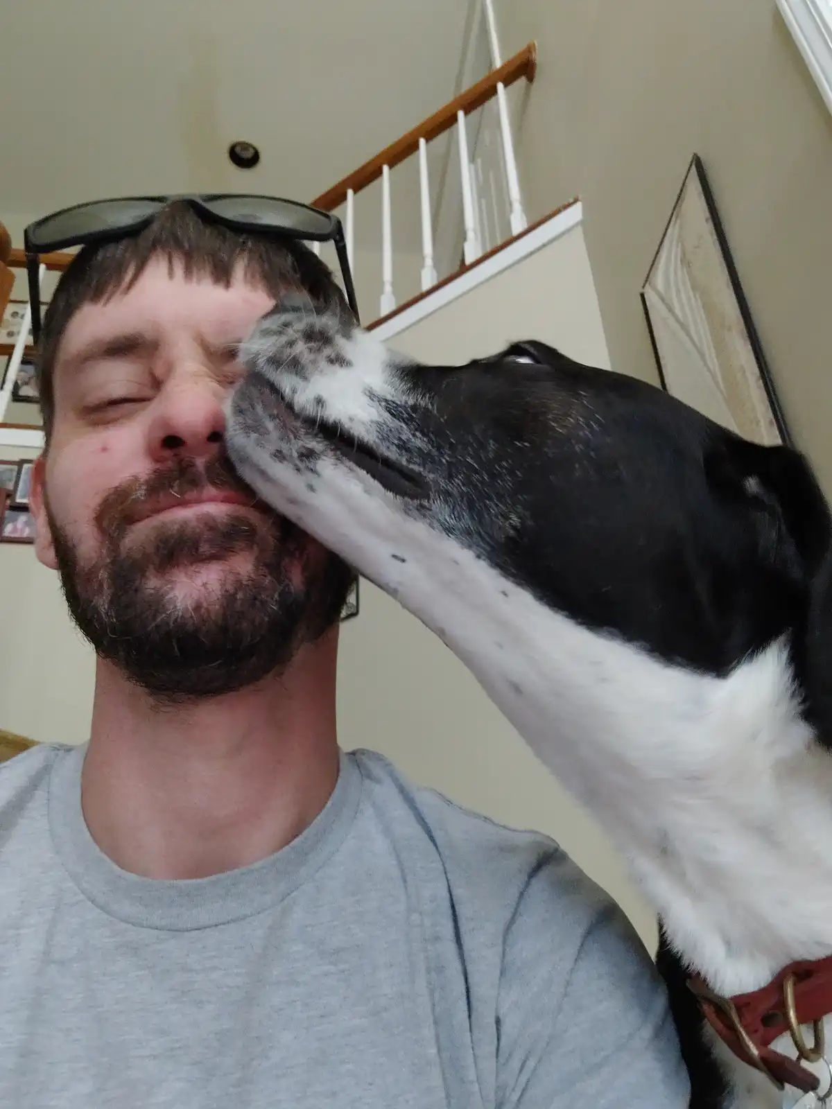 A man with sunglasses on his head and a beard is being affectionately licked on the cheek by a black and white dog. The man…