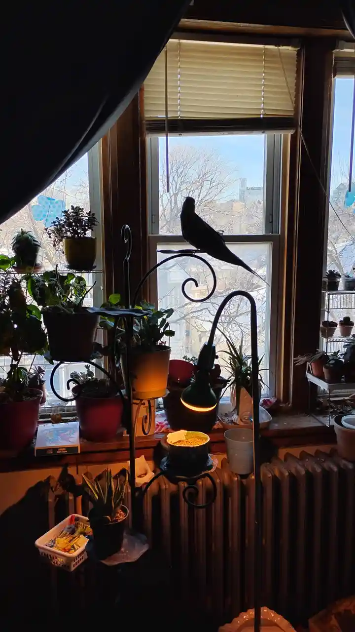 A dark silhouette of a bird perched on an ornate metal stand in front of a window, surrounded by numerous potted plants on…