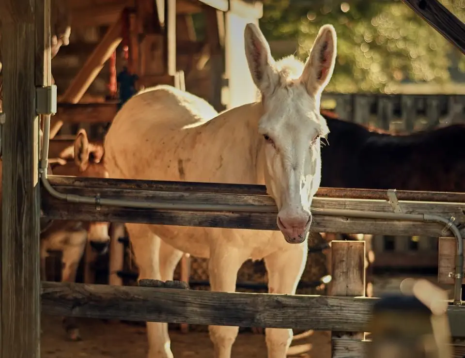 A white mule stands in a wooden stall, looking directly at the camera with large ears and a calm expression. The image has…