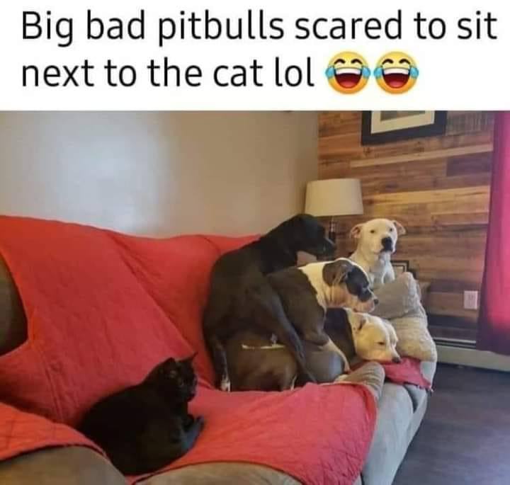 A black cat sits calmly on a red couch, while four large pitbulls are arranged behind it, all looking away or toward the cat…