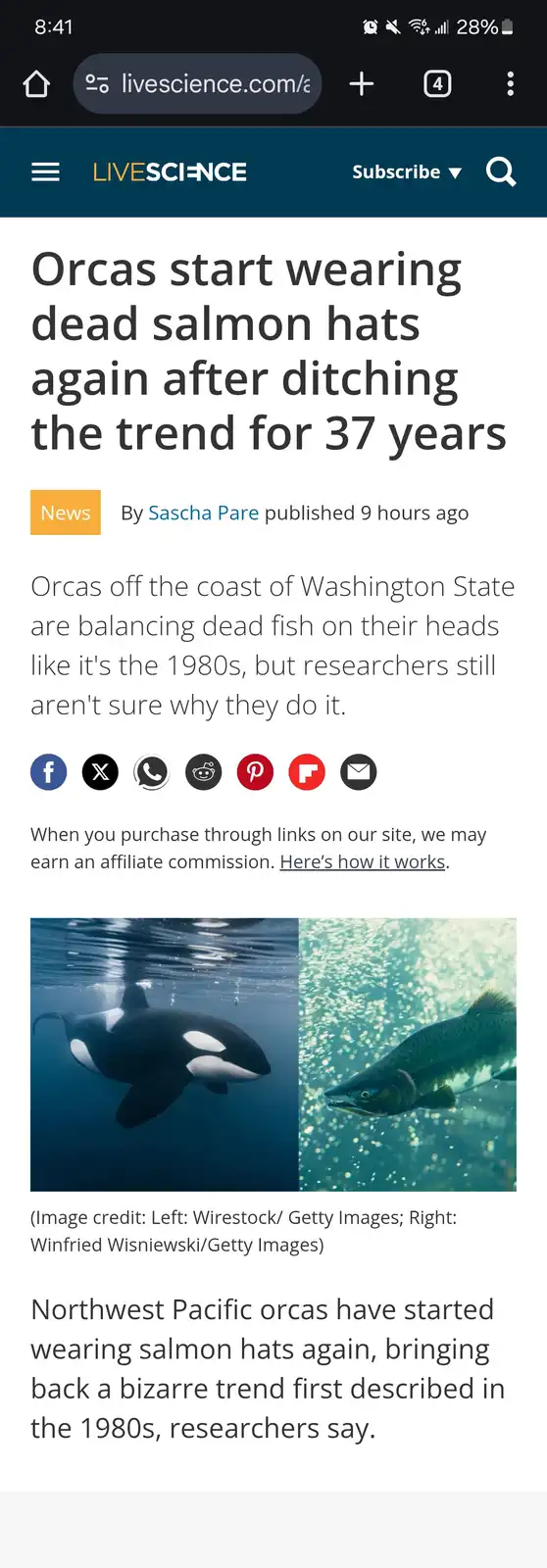 A screenshot of a LiveScience news article with a headline about orcas wearing dead salmon hats. The article features a…