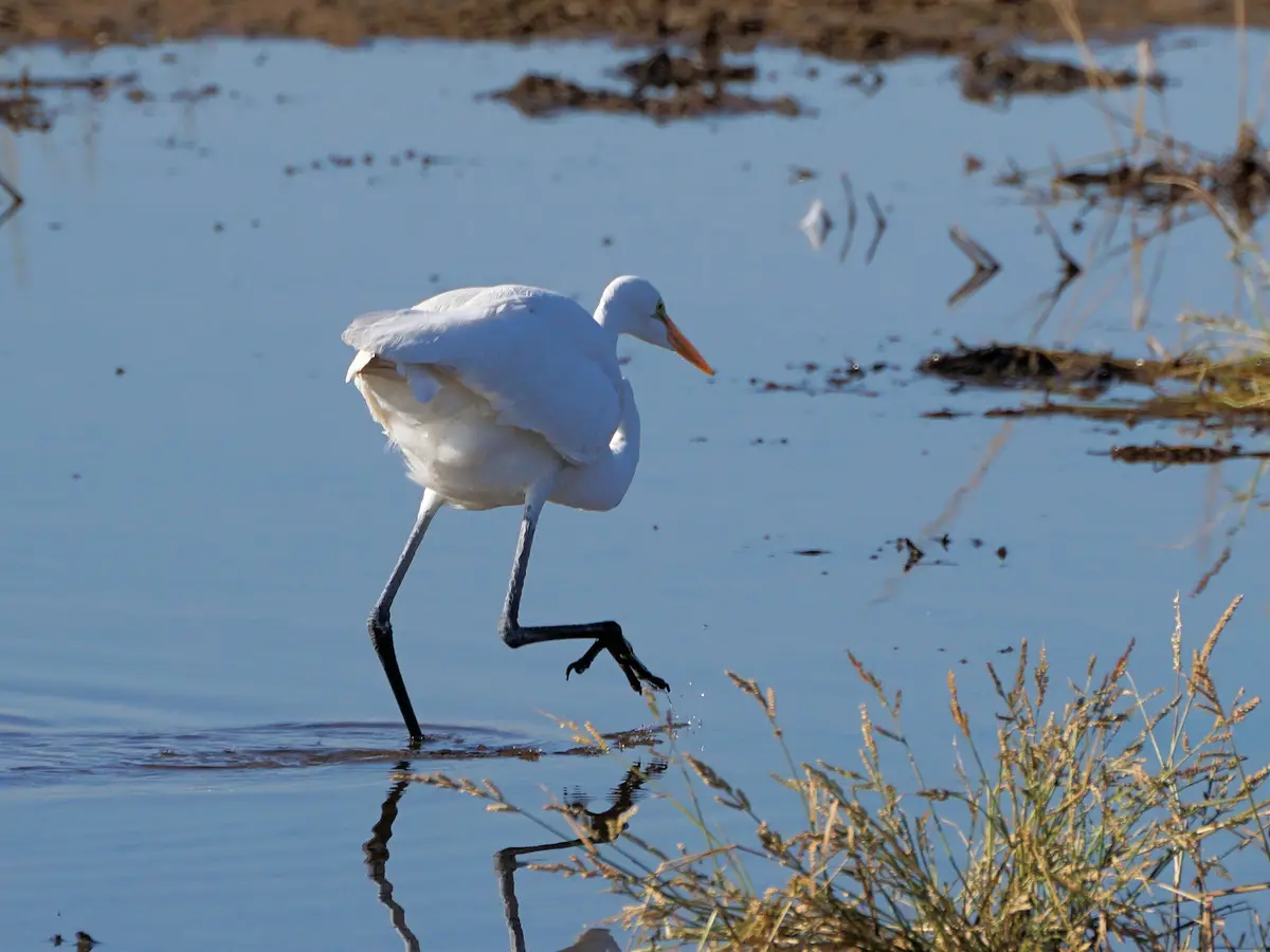 A white egret stands in shallow water, one leg lifted mid-stride as if walking slowly, with its reflection visible in the…