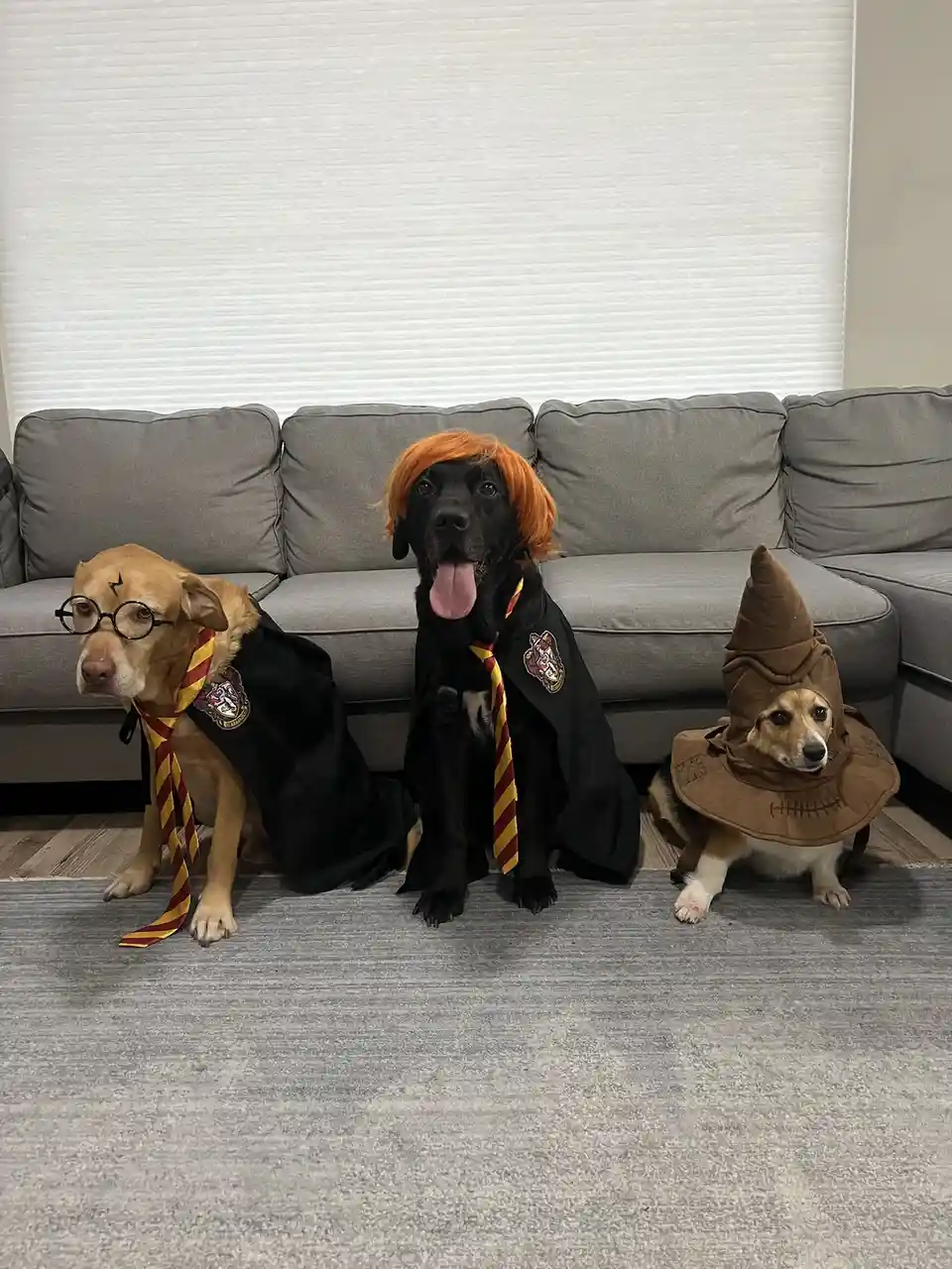 Three dogs dressed as Harry Potter characters sit on a gray carpet in front of a gray couch. The dog on the left wears round…