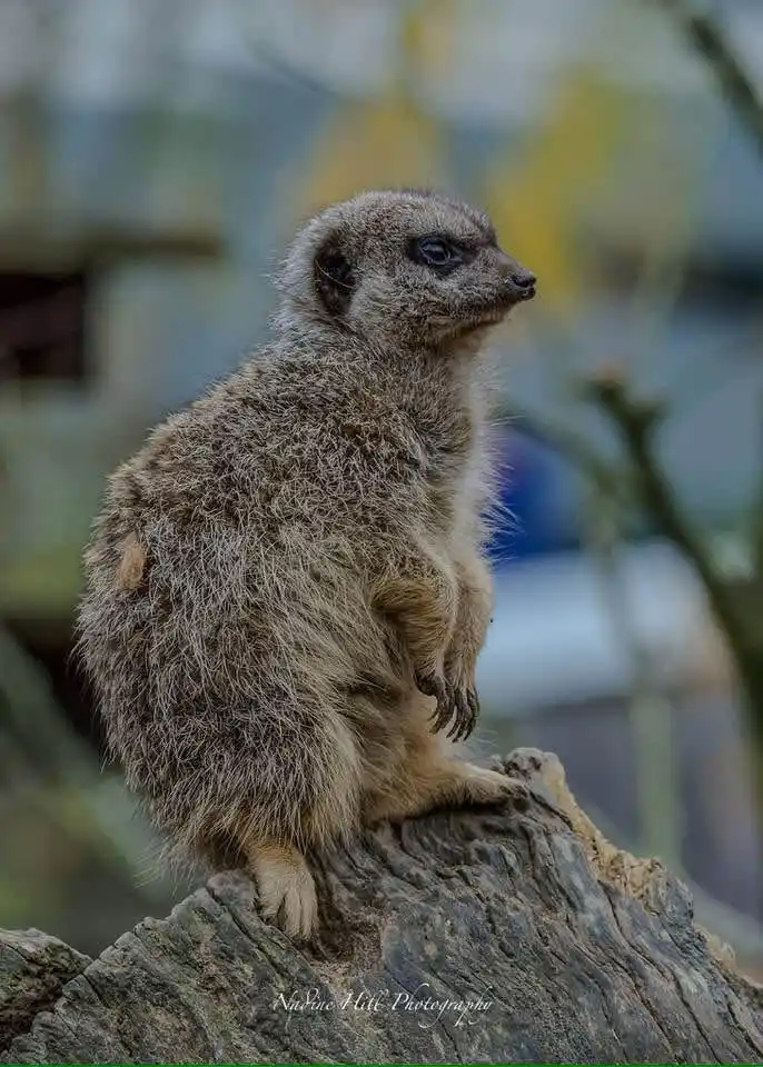 A small, fluffy meerkat sits upright on a weathered tree stump, looking alertly to the right with a serious, focused…