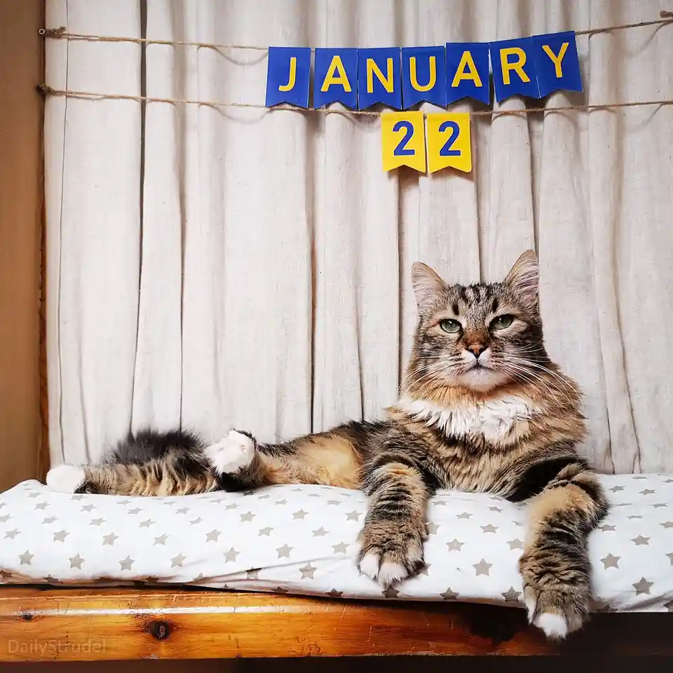 A fluffy tabby cat with green eyes lounges regally on a white star-patterned cushion atop a wooden surface, looking directly…