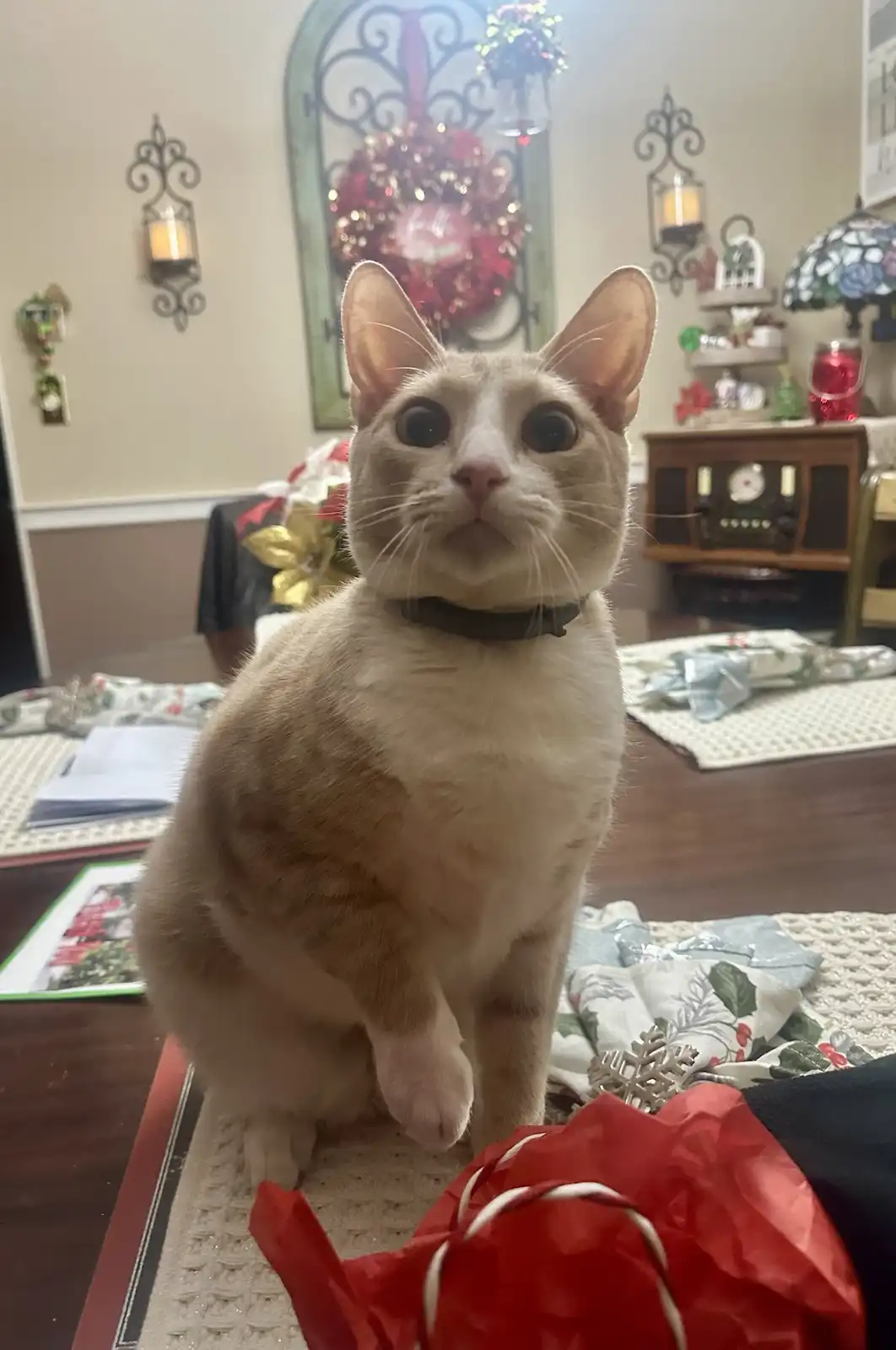 Embracing the Joy of the Holiday Season