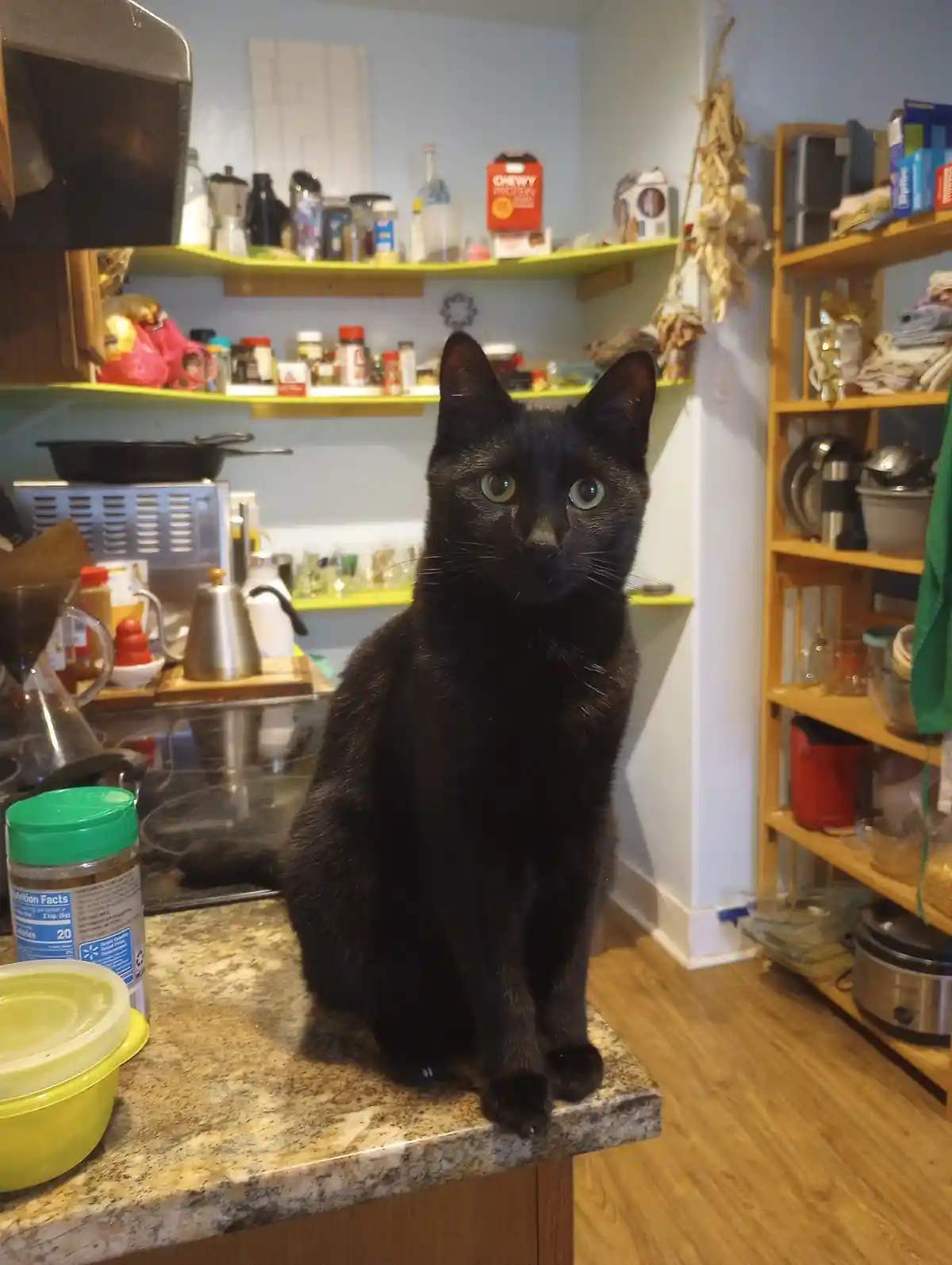 A black cat with wide, startled eyes sits upright on a granite kitchen counter, surrounded by cooking utensils, spice jars…