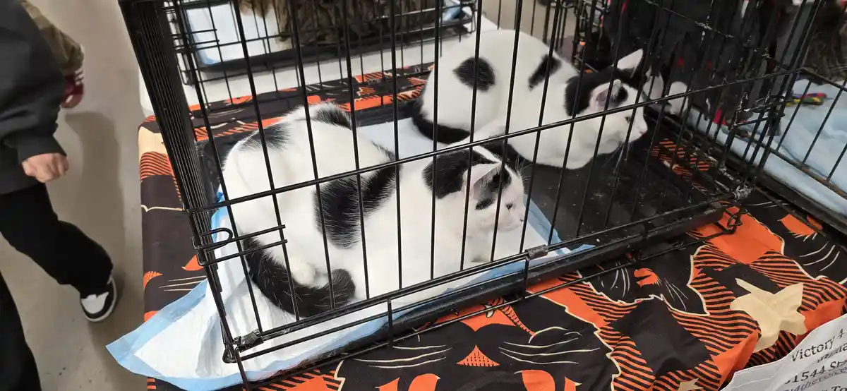 Two black-and-white cats are lying inside a black wire cage on a blue pad, which sits atop a Halloween-themed orange and…