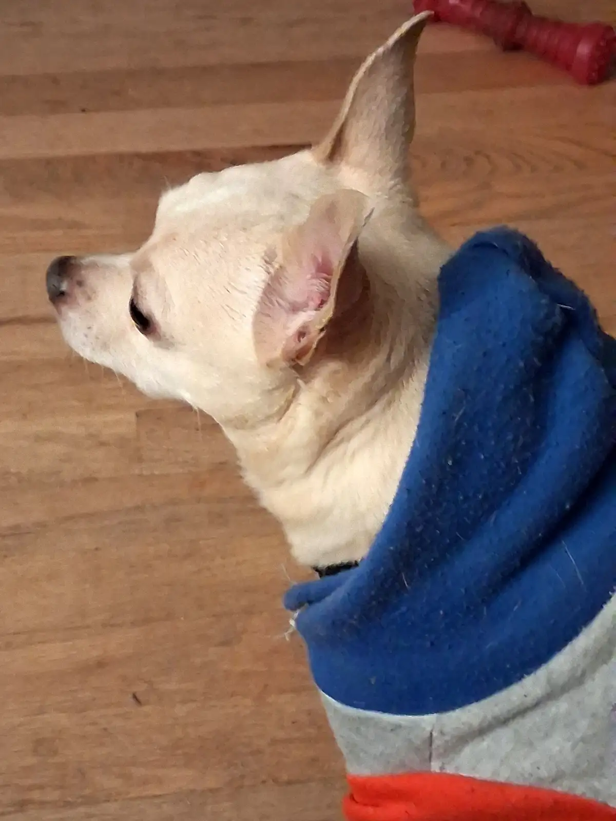 A light-colored chihuahua wearing a blue, gray, and orange hoodie sits on a wooden floor, looking away with one ear perked…