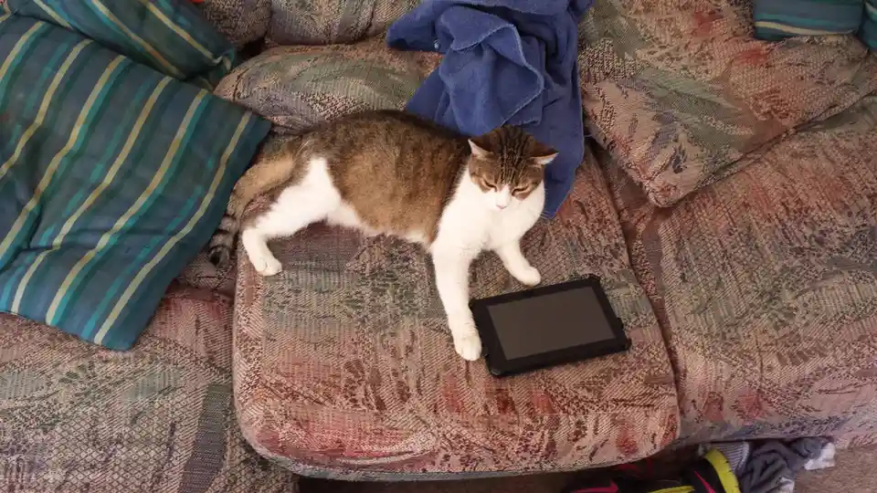 A brown and white tabby cat lies on a patterned couch next to a black tablet, looking down at it with a bored expression. A…