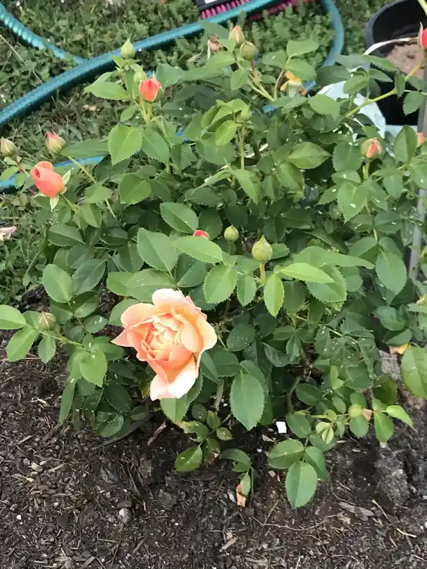 A close-up photo of a peach-colored rose bush with one fully bloomed flower and many green buds, set in dark mulch with a…