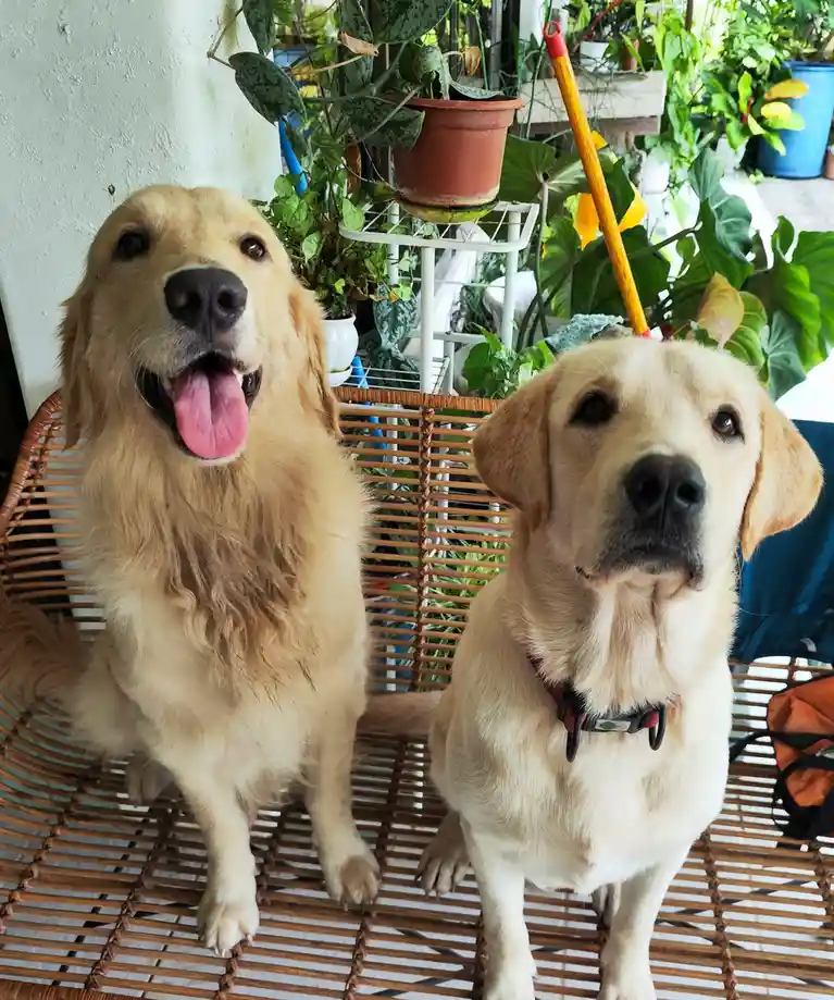 Two light-colored dogs, a golden retriever and a yellow lab, sit side-by-side on a wicker chair surrounded by lush…