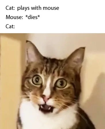 A close-up photo of a tabby cat with wide, startled eyes and an open mouth showing teeth, looking shocked or horrified. The…