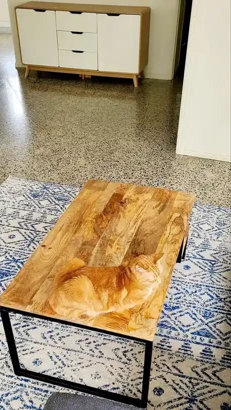 The Ultimate Cat Camouflage: Catmoflage