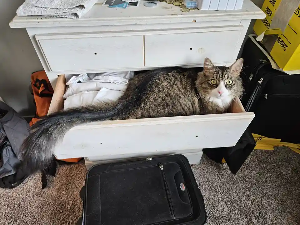 A fluffy tabby cat with bright green eyes is lounging inside an open white dresser drawer, surrounded by folded white…