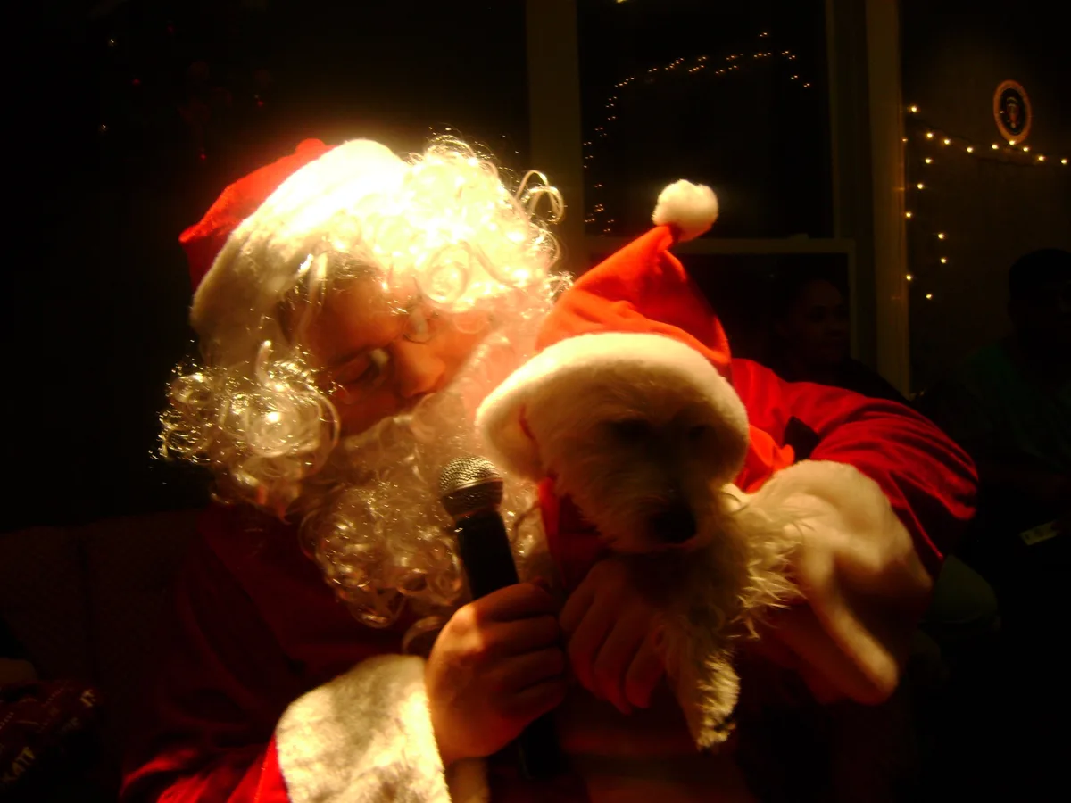 A person dressed as Santa Claus, wearing a red suit and white beard, holds a small white dog also wearing a Santa hat. The…