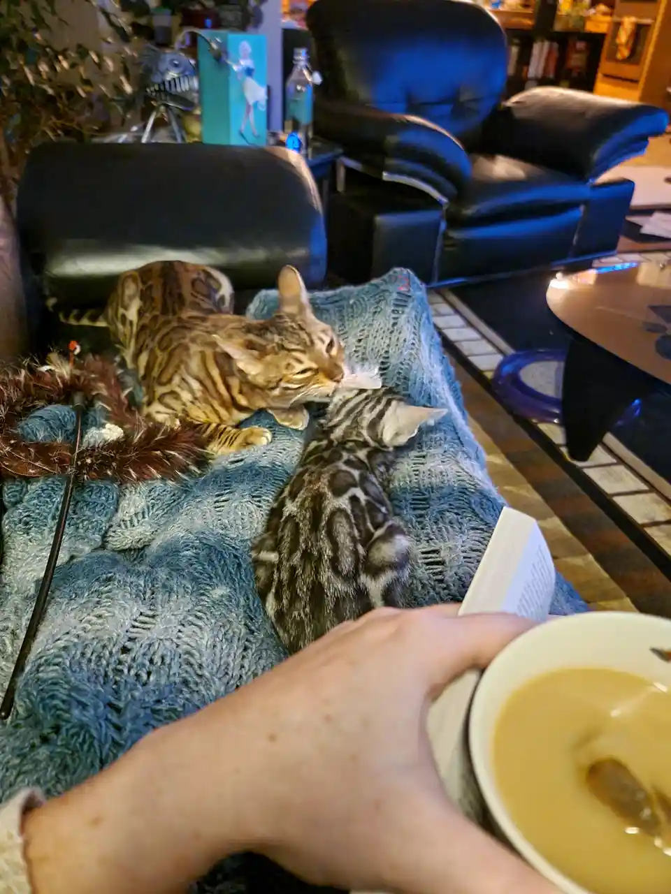 A person holding a cup of tea and a book is relaxing on a couch with two Bengal cats. One cat is lying down while the other…