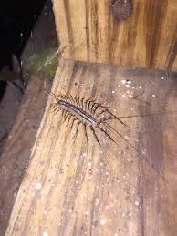 A close-up photo of a centipede crawling on a wooden surface, with overlaid text reading 'i'm not a cockroach, i'm a…
