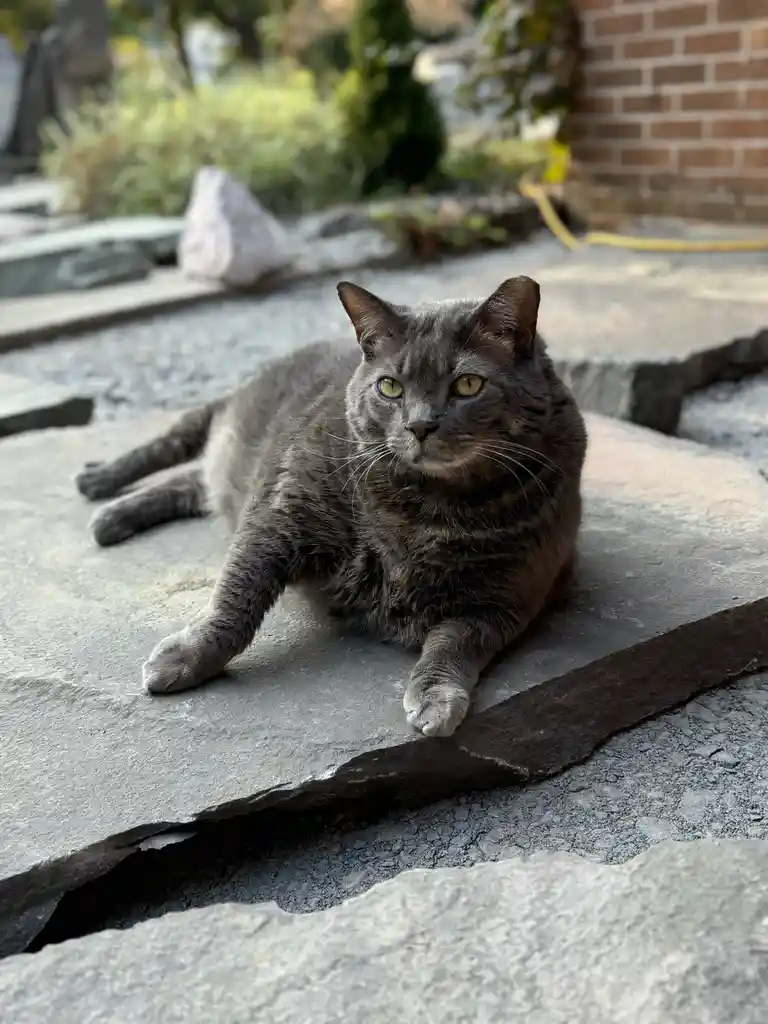 A gray cat with yellow eyes is lying on a stone patio, looking directly at the camera with a relaxed but slightly…