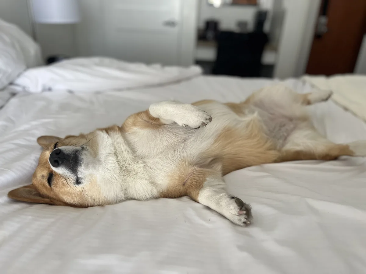 A tan and white corgi is lying on its back on a white bed, paws up in the air, eyes closed, appearing deeply relaxed. The…