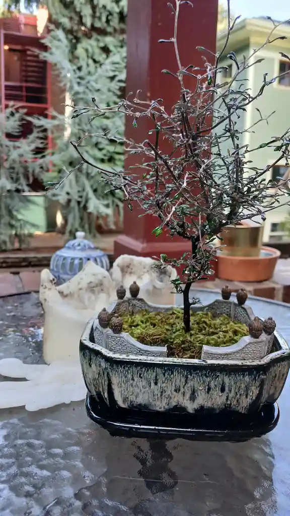 A small bonsai tree in a ceramic pot sits on a wet glass table, its branches and leaves covered in ice or frost. The pot has…