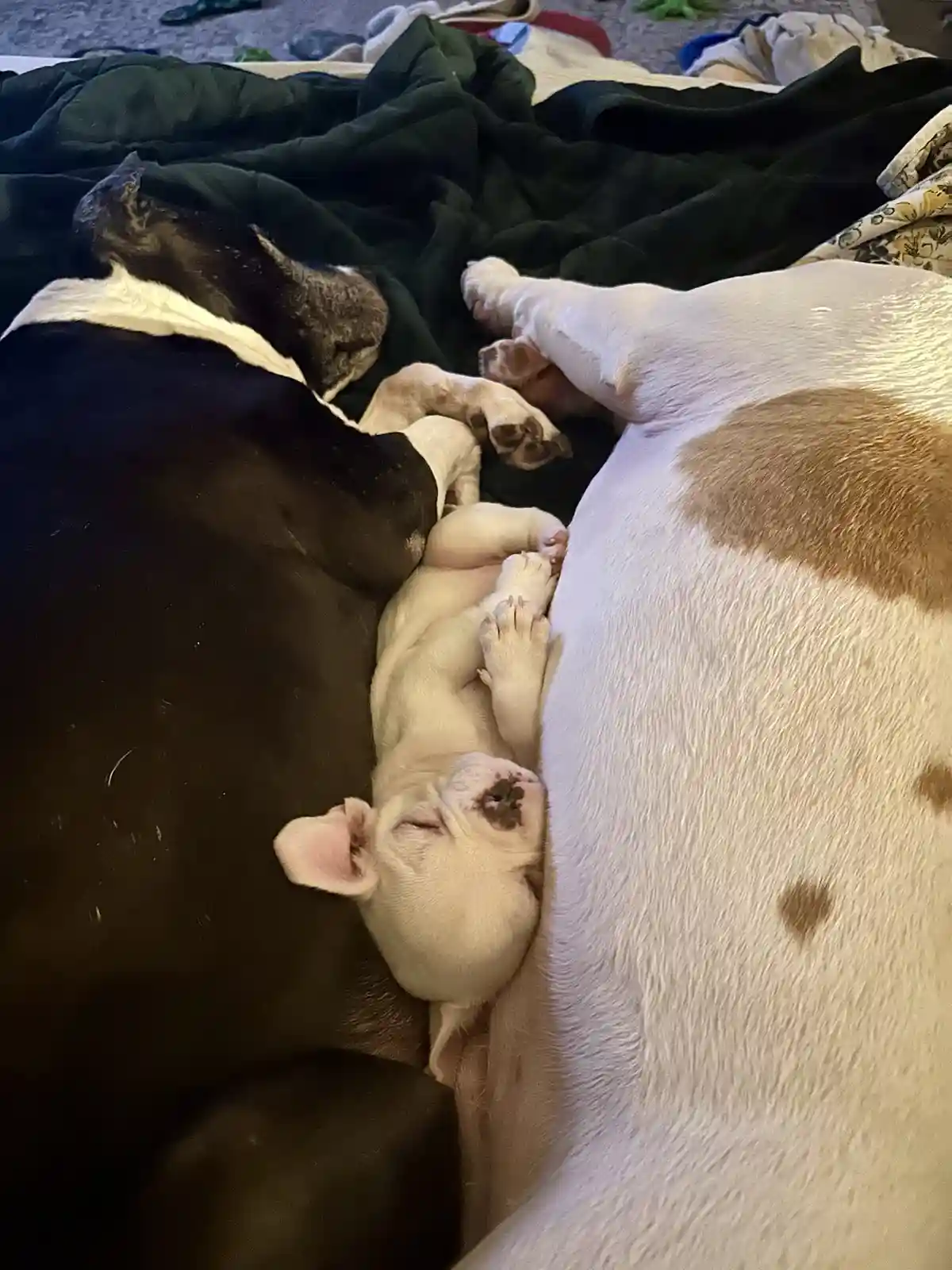 A small, light-colored puppy sleeps soundly nestled between two larger dogs on a dark blanket. One larger dog is black and…