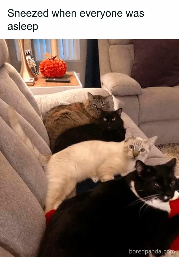 Four cats are lounging on a light gray couch in a living room, with one cat in the foreground looking directly at the camera…