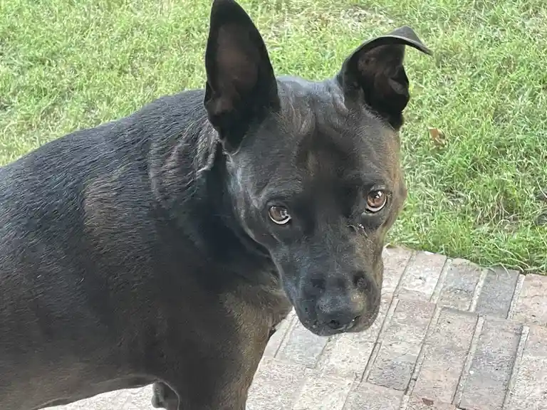 A close-up photo of a black dog with one ear perked up and the other flopped over, looking directly at the camera with a…