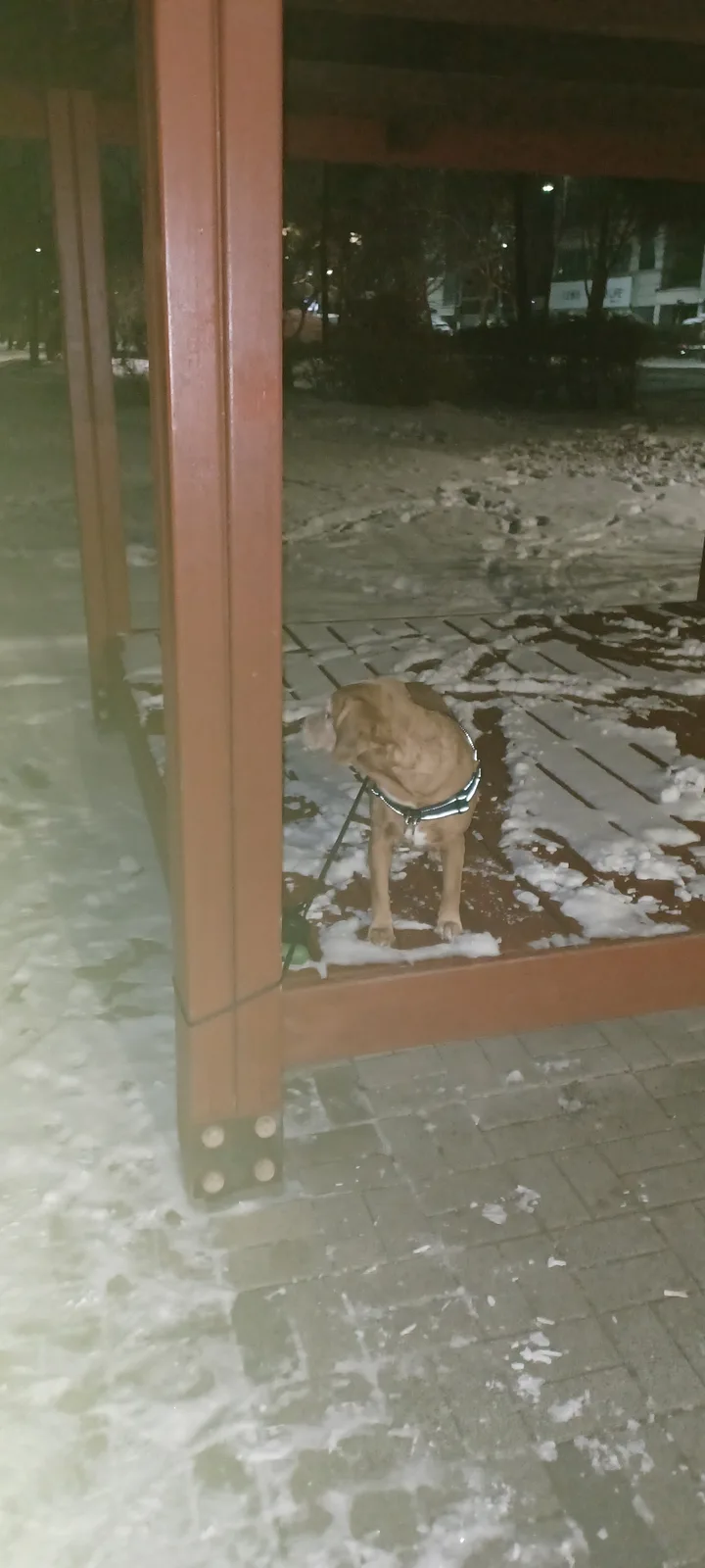 A tan dog wearing a reflective harness stands on a snowy wooden platform at night, looking down at the snow-covered ground…