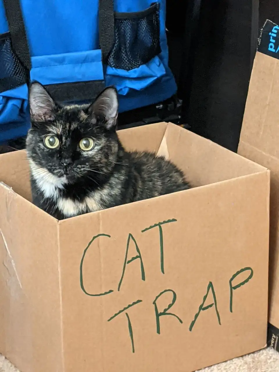 A tortoiseshell cat with wide, startled eyes sits inside a plain cardboard box that has 'CAT TRAP' written in green marker…