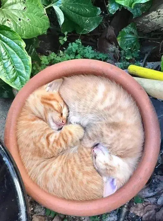 Two orange tabby cats are curled up and sleeping together inside a terracotta flower pot, nestled among green foliage. The…
