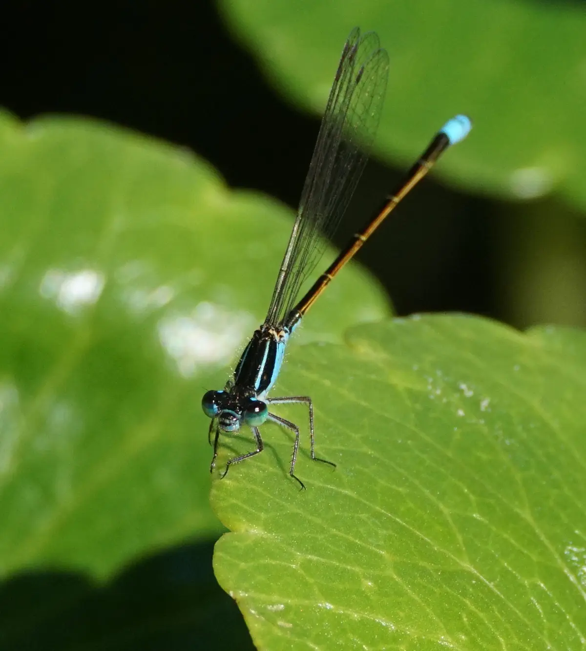 A close-up photograph shows a blue and black damselfly perched on a vibrant green leaf, its delicate wings folded and its…