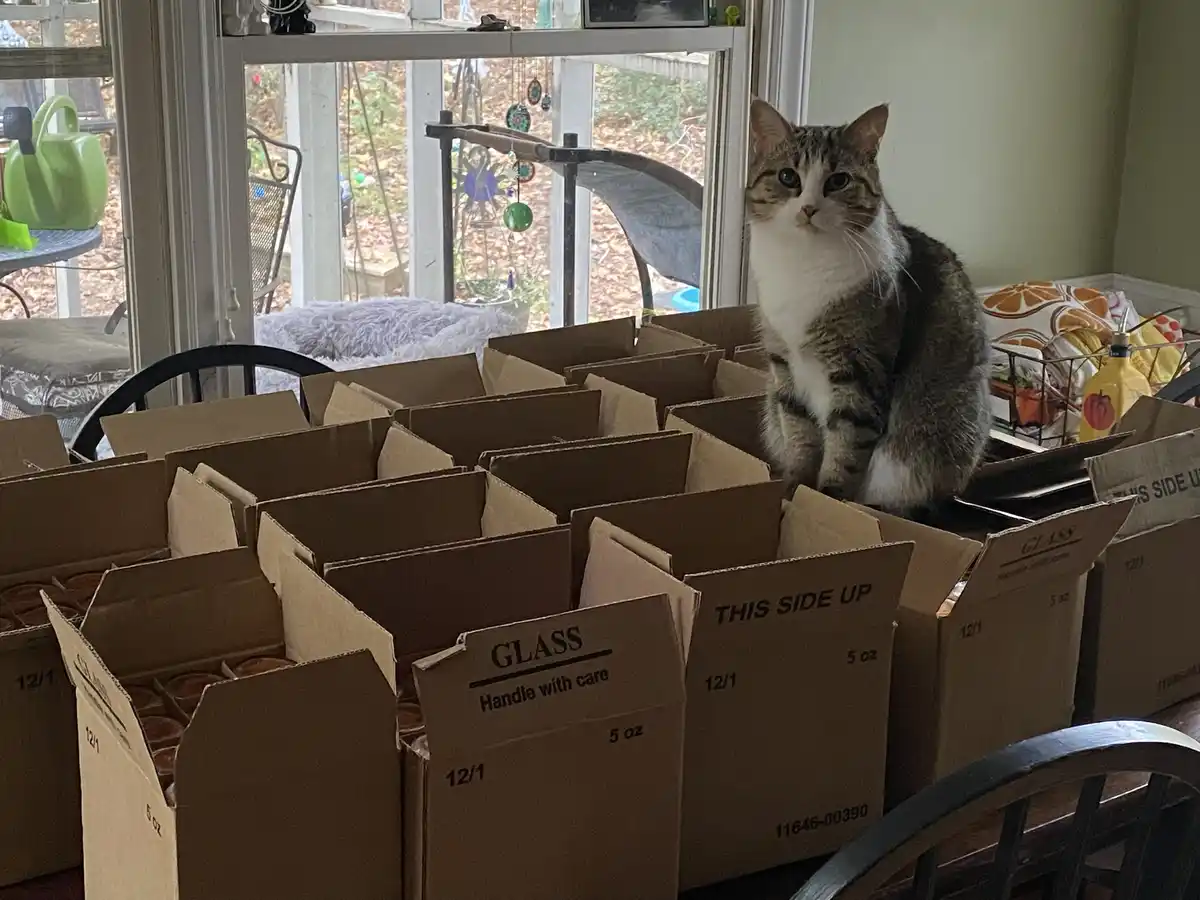 Overwhelmed by Choices: Too Many Boxes!