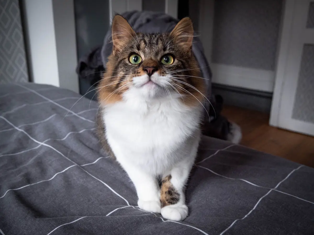 A fluffy tabby and white cat with wide, green eyes sits upright on a grey comforter with white lines, looking directly at…