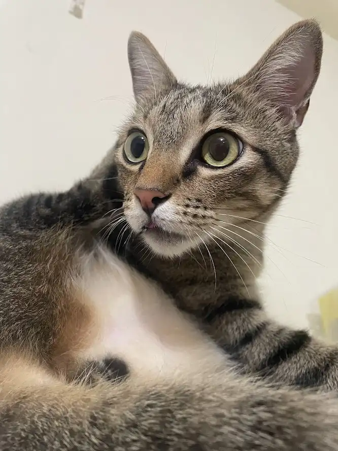 A close-up photo of a tabby cat with wide, startled green eyes and a slightly open mouth, looking directly at the camera…