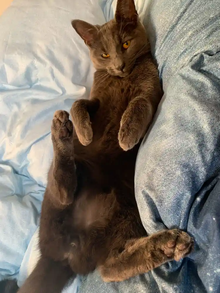 A dark gray cat with orange eyes lies on its back on blue bedding, paws up in the air, looking directly at the camera with a…