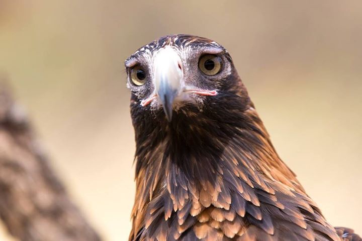 What’s got those eagles looking so down in the dumps?