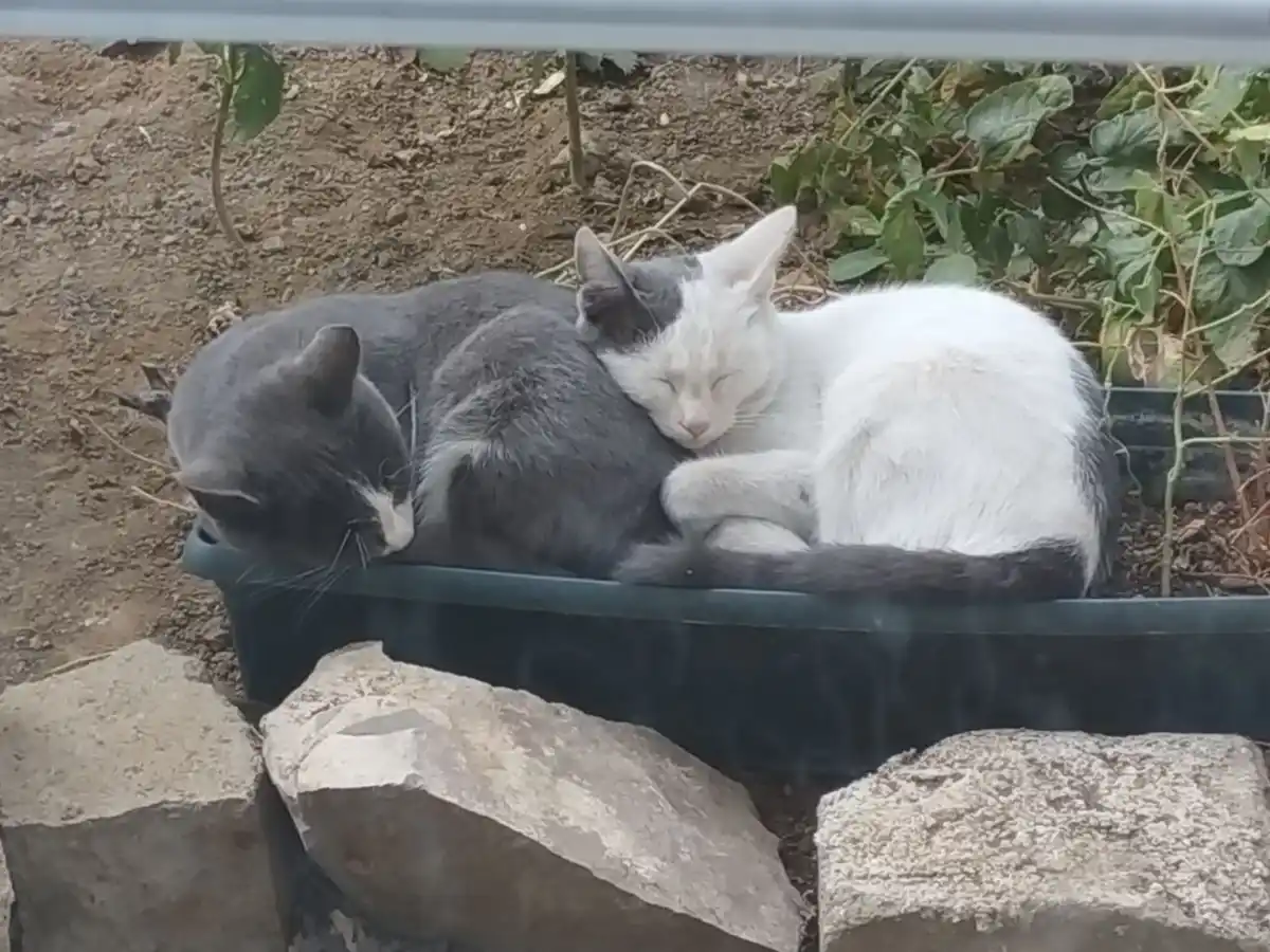 Two cats, one gray and one white, are curled up sleeping together in a black plastic planter outdoors. The gray cat is on…