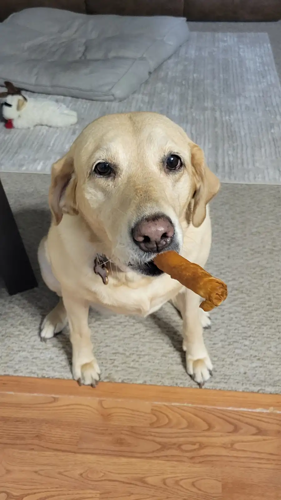 The Cubador Retriever: A Unique Breed